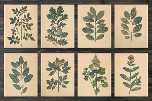 Vintage Herbarium, Floral Images