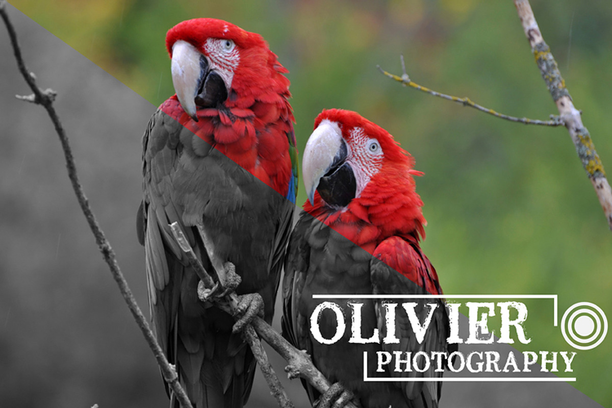 MORELIA preview 5