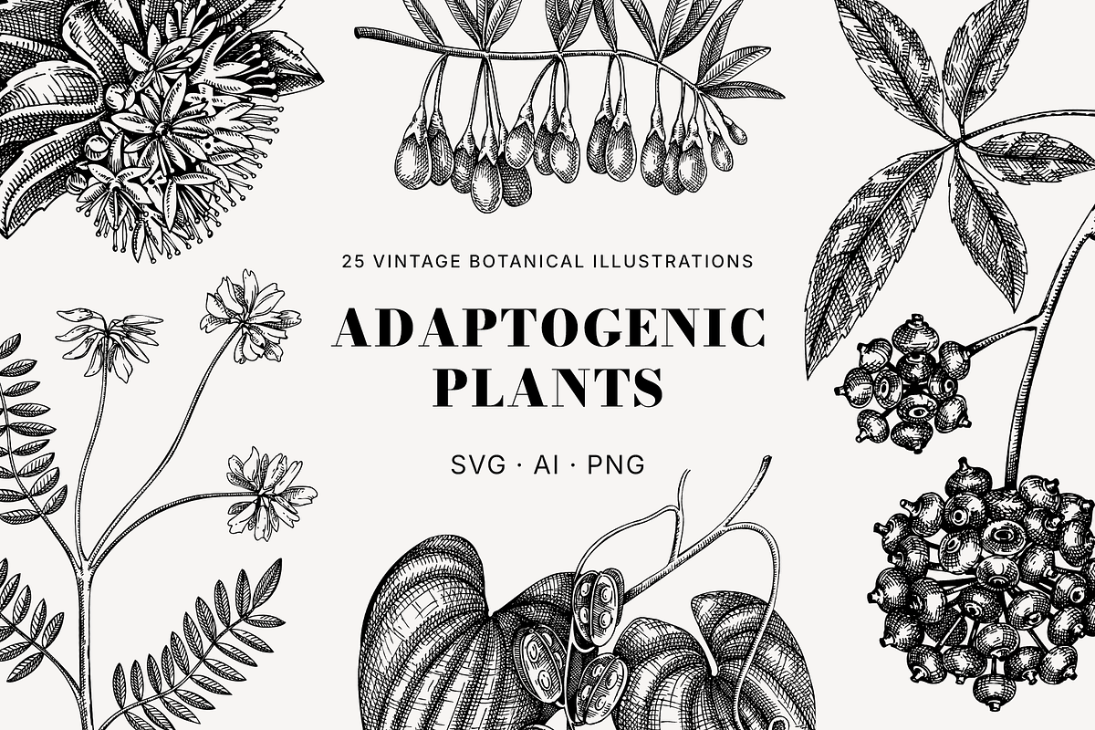 BUNDLE - Herbal Medicine Vectors, a Healthcare Illustration by Yevheniia (Photo 3 of 5)