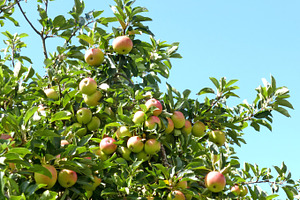 Apple Tree Red Apples