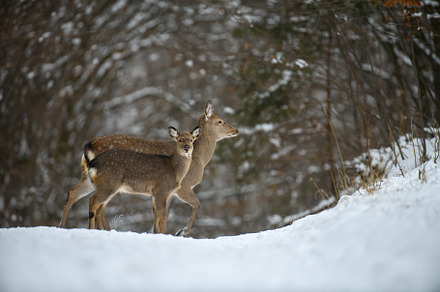 Two female deer in the winter forest. Animal in natural habitat, an Animal Photo by Byrdyak
