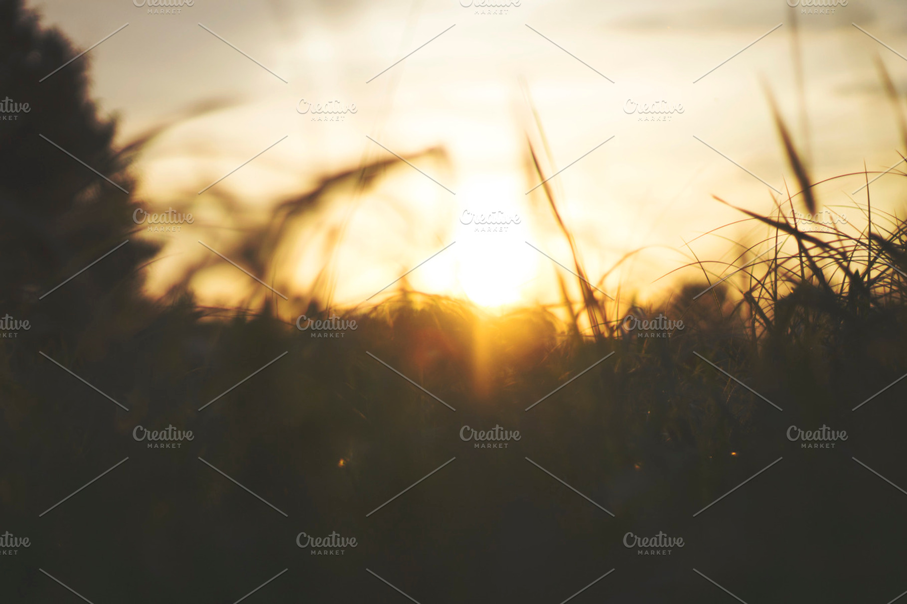 Sun through the tall grass containing nature, photography, and nature, a Nature Photo by AlyssaKayeGraham