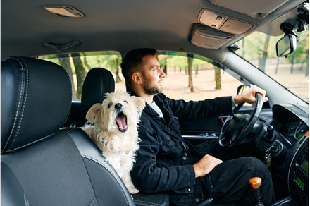 Man driving a car with an excited, an Animal Photo by Gladkov photography