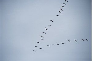 Flock of flying geese in blue sky