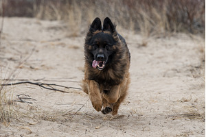 German Shepherd Dog on the beach at, an Animal Photo by COLORFUL