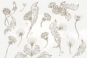 Dandelion set of 14 pen sketches, an Illustration by Bee_in_a_Nest (Thumbnail 4 of 4)