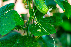 Cucumber Growing on Vine, a Nature Photo by Ales Munt