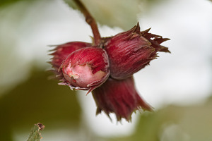 Close-up of young red hazelnuts on a branch with green leaves. Vertical shot of, a Nature Photo by Rohan Photography