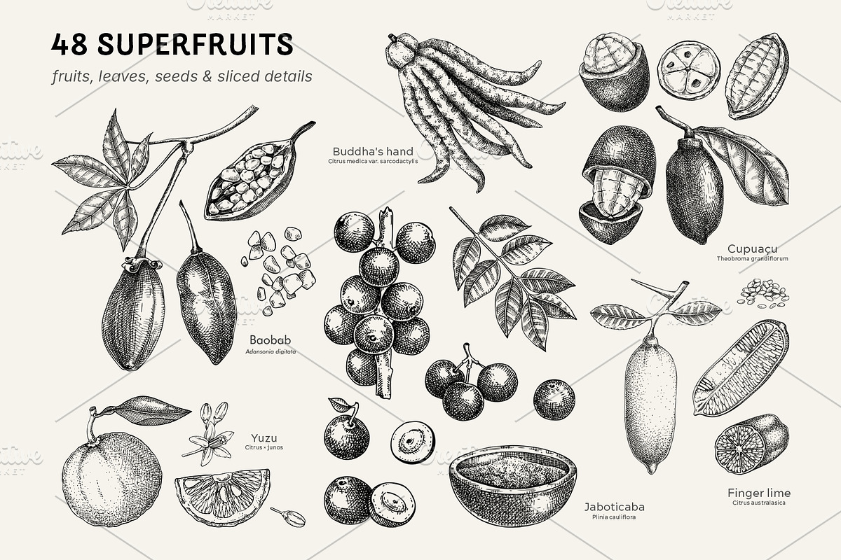 Superfoods: Fruit & Nuts Vector Set, a Food Illustration by Yevheniia (Photo 2 of 11)