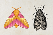 Moth Illustration Vector Set, an Illustration by Kusumaillustration (Thumbnail 4 of 11)