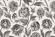 Peonies. Vintage illustrations, an Illustration by olga.korneeva (Thumbnail 8 of 9)