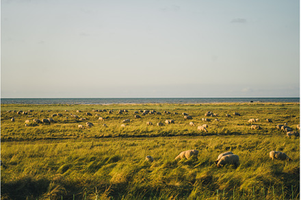 Sheep pasture in a field near the, an Animal Photo by fotoliza