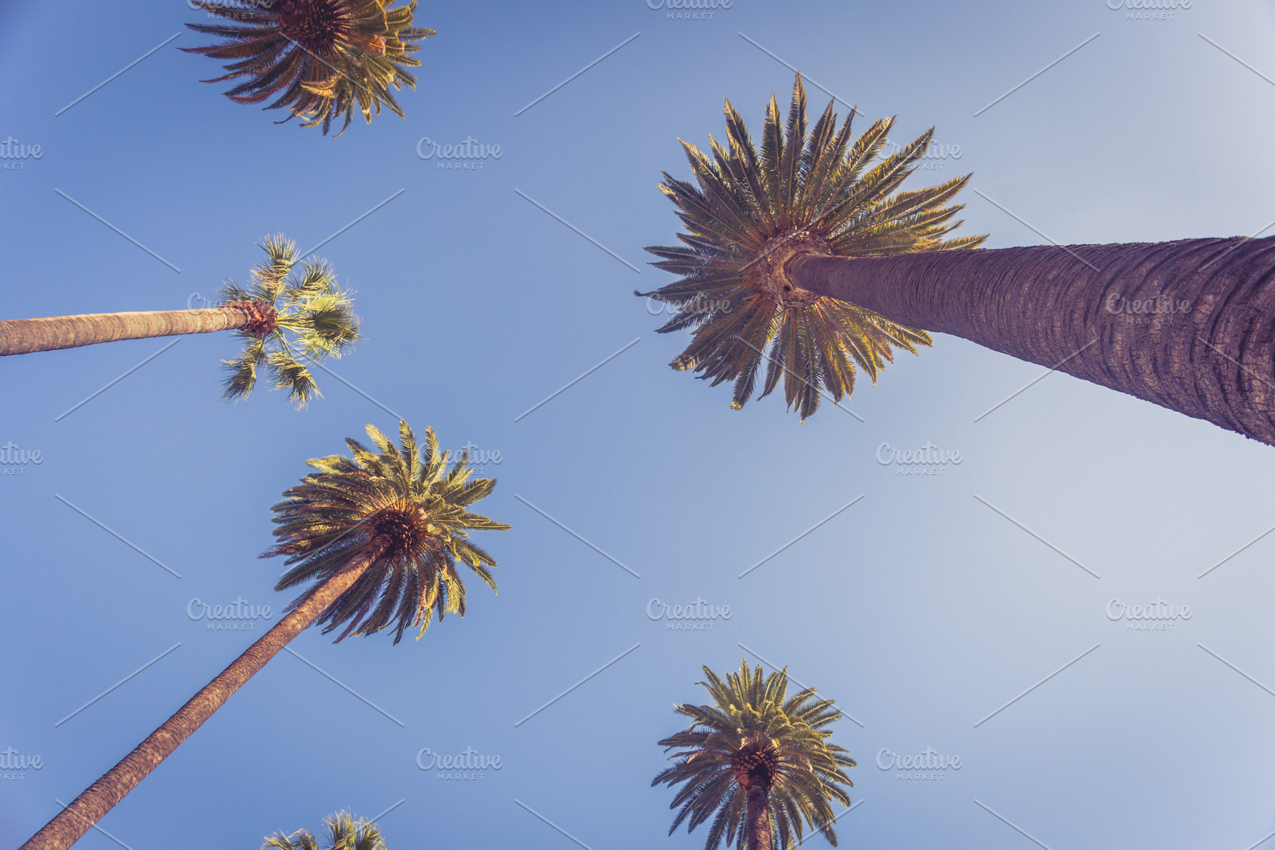 Palms of beverly hills featuring palm, angeles, and los, a Nature Photo by Dolce Vita