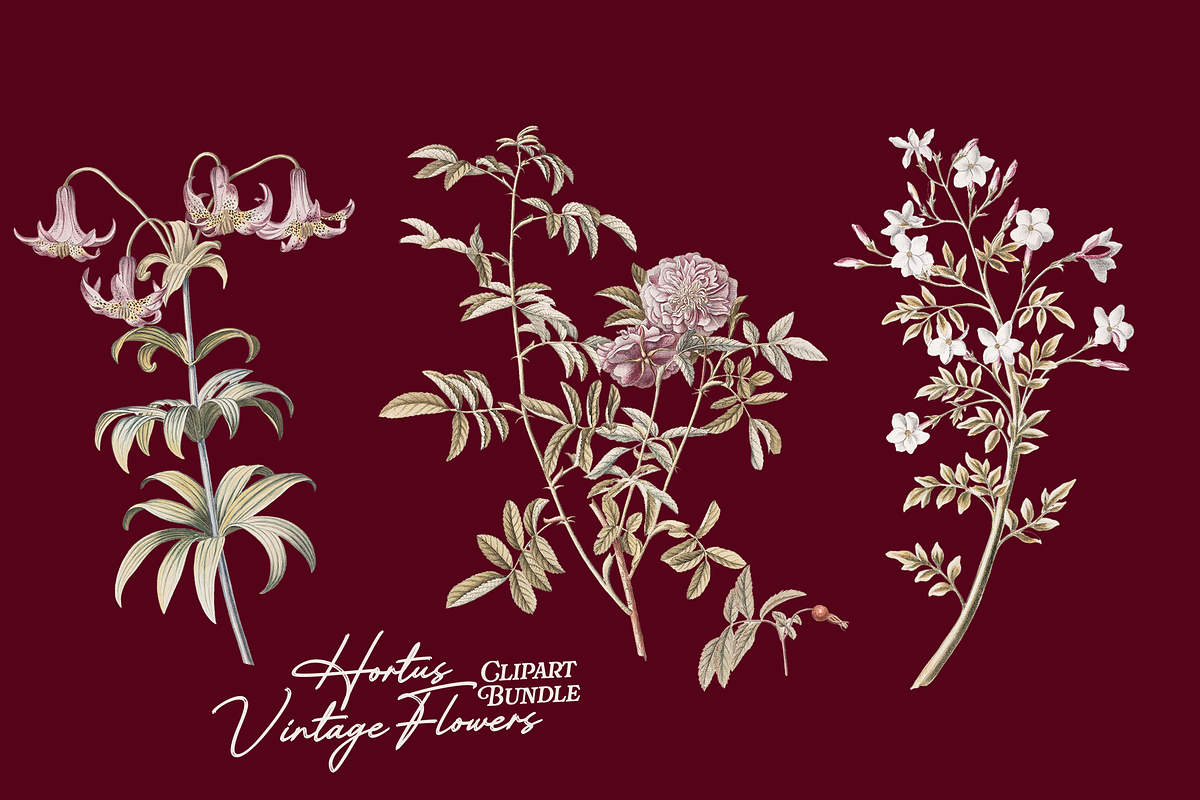 Hortus Vintage Flowers Cliparts, a Decorative Illustration by Lilithcollageart (Photo 9 of 12)