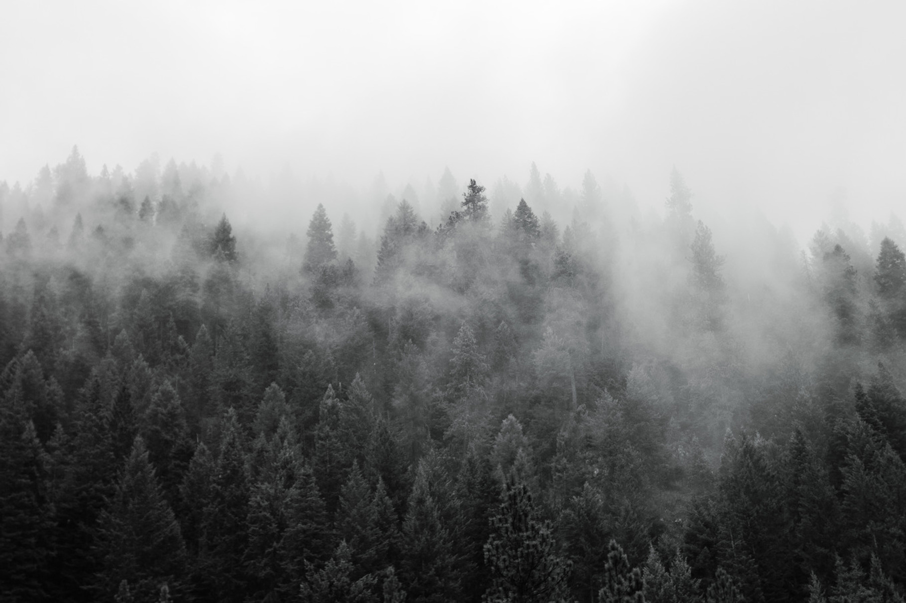 Black and white misty forest containing idaho, black and white, and clouds, a Nature Photo by Jessica Torres