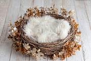 Newborn Nest Digital Backdrop, a Layer Style Add-On by Wild Honey Design Co. (Thumbnail 2 of 2)