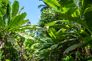 Banana trees on the trek to Vaipo Falls, Hakaui Valley, Nuku Hiv, a Nature Photo by GoodGoods