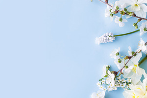Happy Easter! Daffodils and cherry blossom flat lay on blue back, a Holiday Photo by Sonjachni