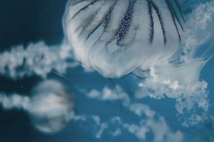Jellyfish floating in the deep ocean, a Nature Photo by GoodGoods