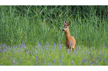 Roe deer standing on wildlfower