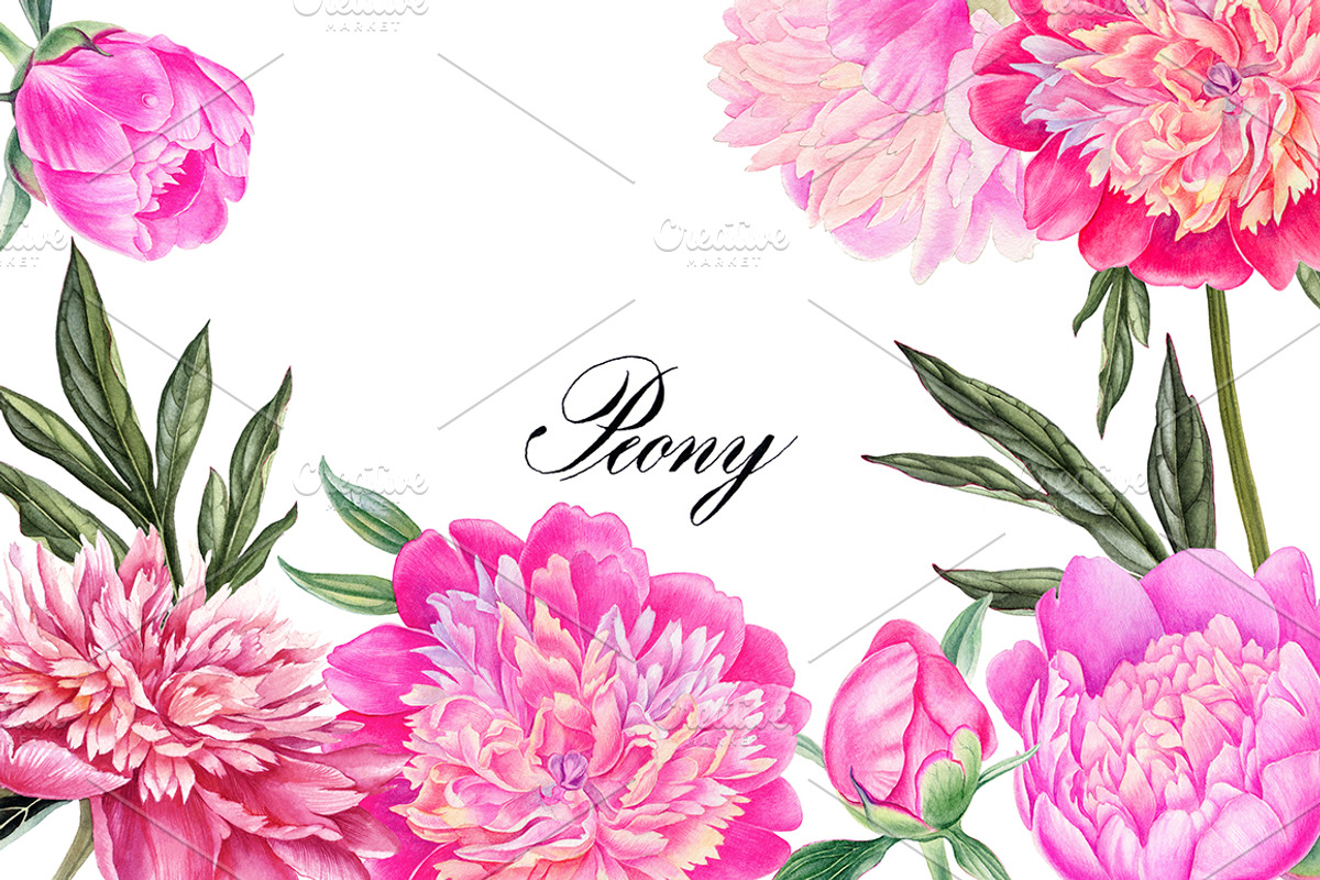 Peonies, a Decorative Illustration by Watercolor life (Photo 1 of 6)