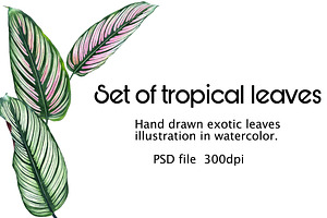 tropical leaves