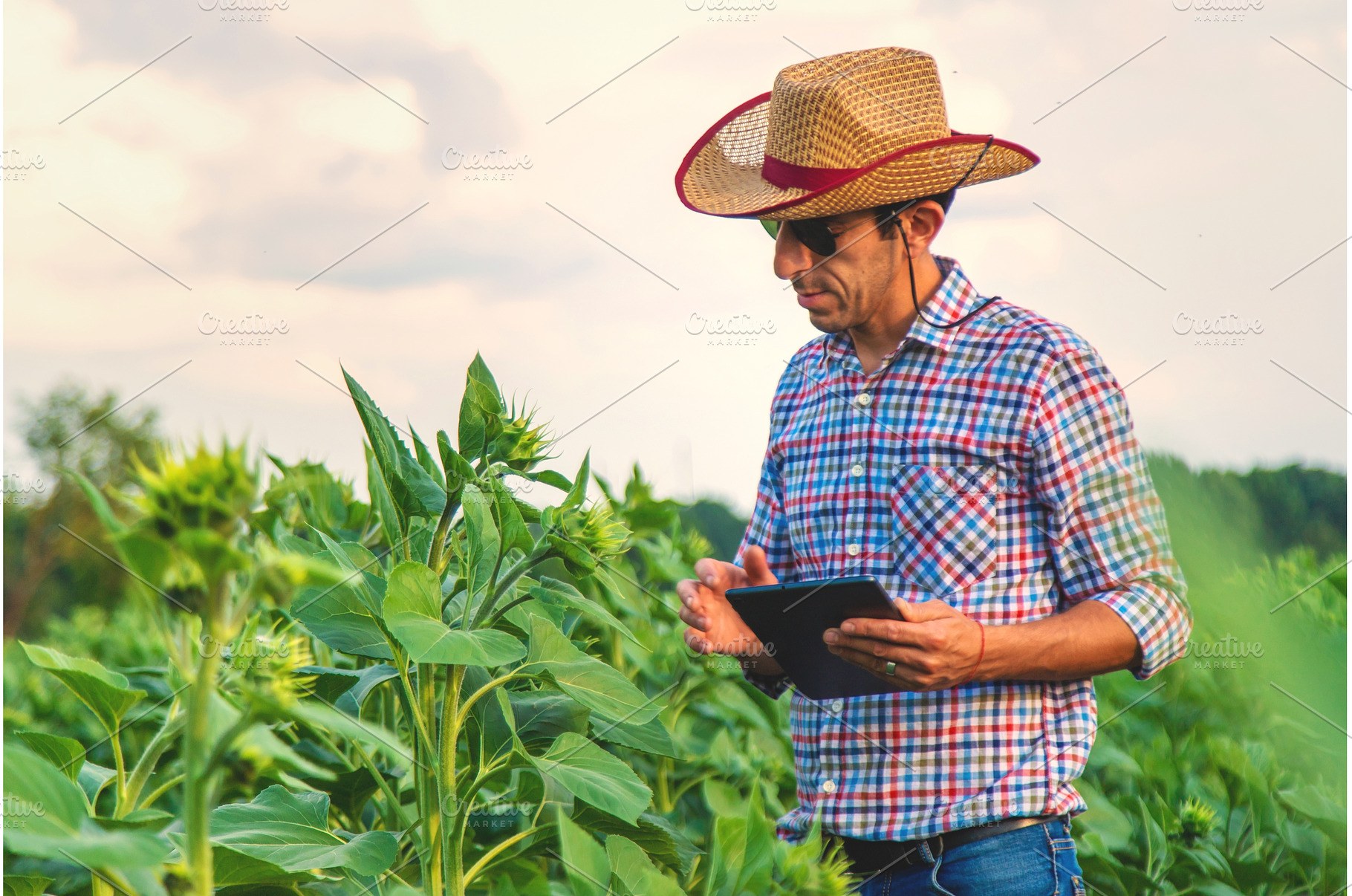Field sunflowers farmer in the field, a Nature Photo by yanadjana