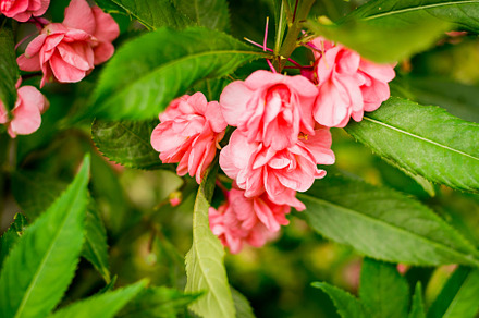 Pink tropical flower
