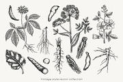 Medicinal Roots Illustrations Set, a Healthcare Illustration by Yevheniia (Thumbnail 4 of 12)
