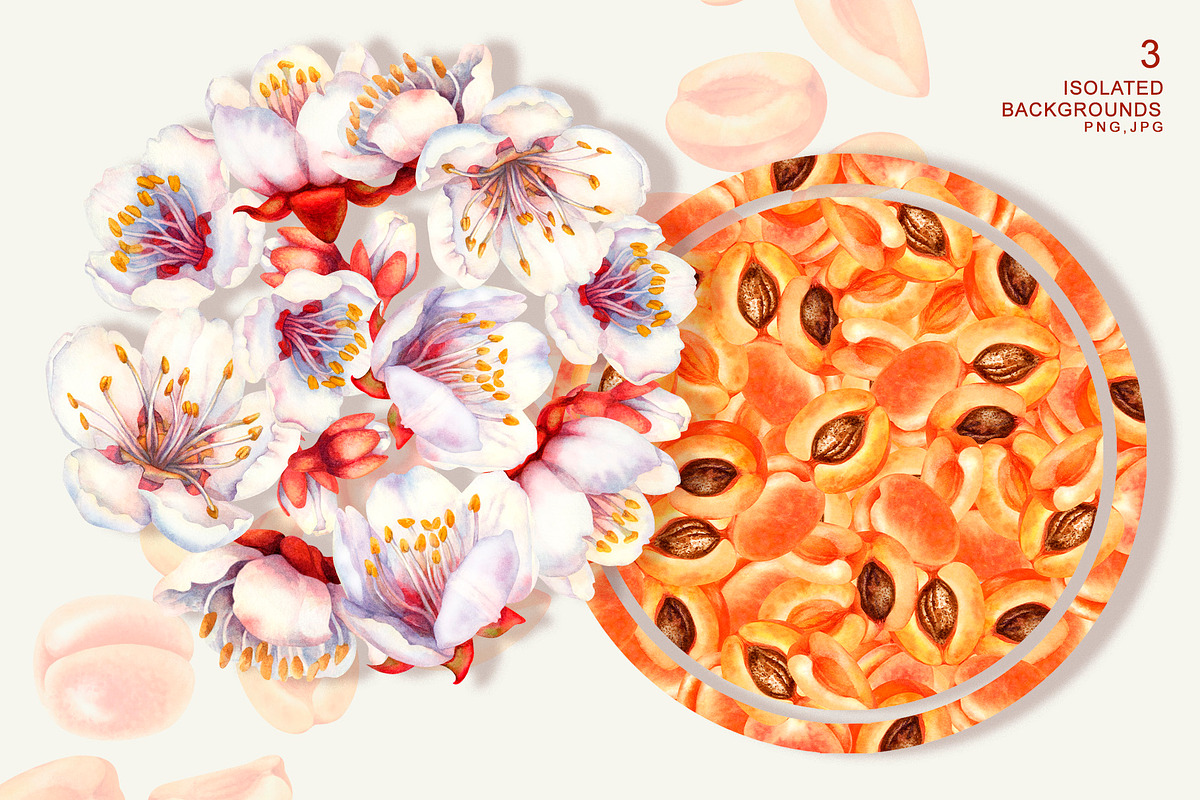 Apricot Fruits & Flowers, watercolor, a Food Illustration by EL_SUHOVA (Photo 15 of 17)
