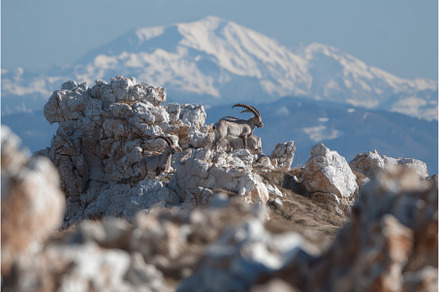 A group of adult ibex are resting on, an Animal Photo by ZinetroN