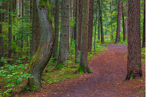 Forest path with mossy trees and, a Nature Photo by Lukas Jonaitis SHOP