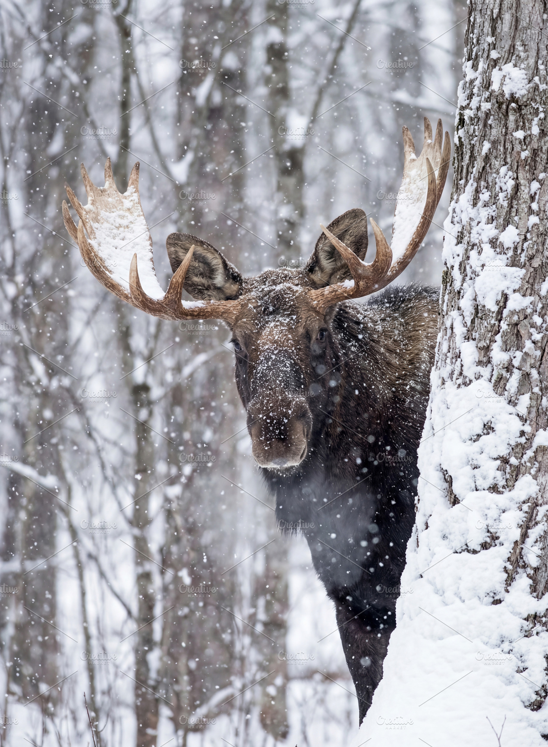 Bull Moose Peeking from a Tree, an Animal Photo by Virgo Studio