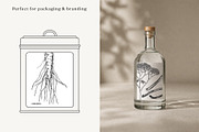 Medicinal Roots Illustrations Set, a Healthcare Illustration by Yevheniia (Thumbnail 7 of 12)