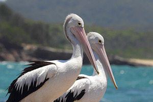 Two Australian Pelicans