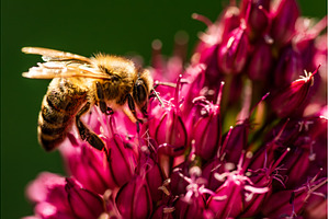Honey Bee on flower Close up, an Animal Photo by MadPhotos