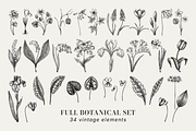 Spring Wildflower Vintage Vector Set, a Seasonal Illustration by Yevheniia (Thumbnail 9 of 9)
