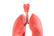 Human internal organs, a Characters & Person 3D Model by konstantin.ermolaev (Thumbnail 22 of 46)