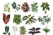 Botanical Master Collection, a Food Illustration by BlackBird Foundry (Thumbnail 8 of 10)