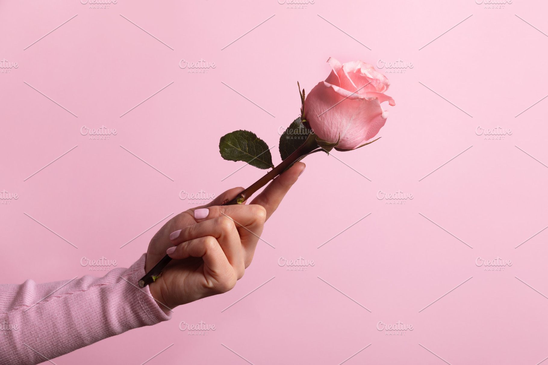 Elegant female hand holding a single pink rose against a pastel, a Holiday Photo by Ales Munt