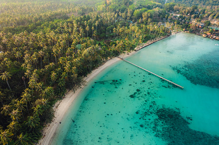 Coconut tree garden by the sea on the island, high angle view, a Nature Photo by Art Rachen