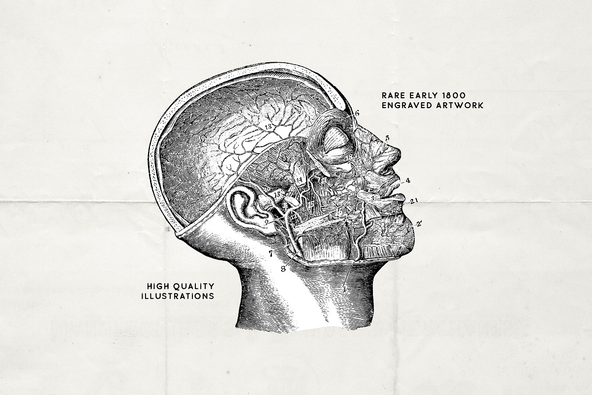Anatomy & Skeleton PNG Lineart Pack, a Person Illustration by Century Library (Photo 7 of 7)