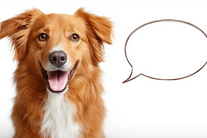 Happy brown dog smiling with empty, an Animal Photo by MistyDay