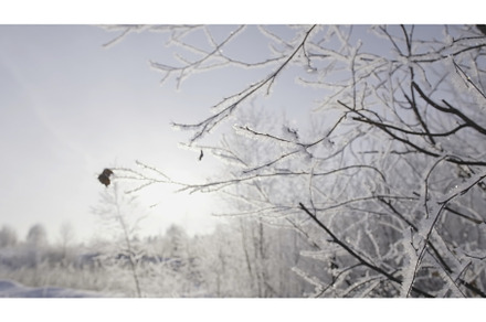 Branch covered with snow on a frosty, a Nature Photo by Media Whale Stock