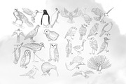 49 Birds Collection, an Animal Illustration by RHY Studio (Thumbnail 3 of 3)