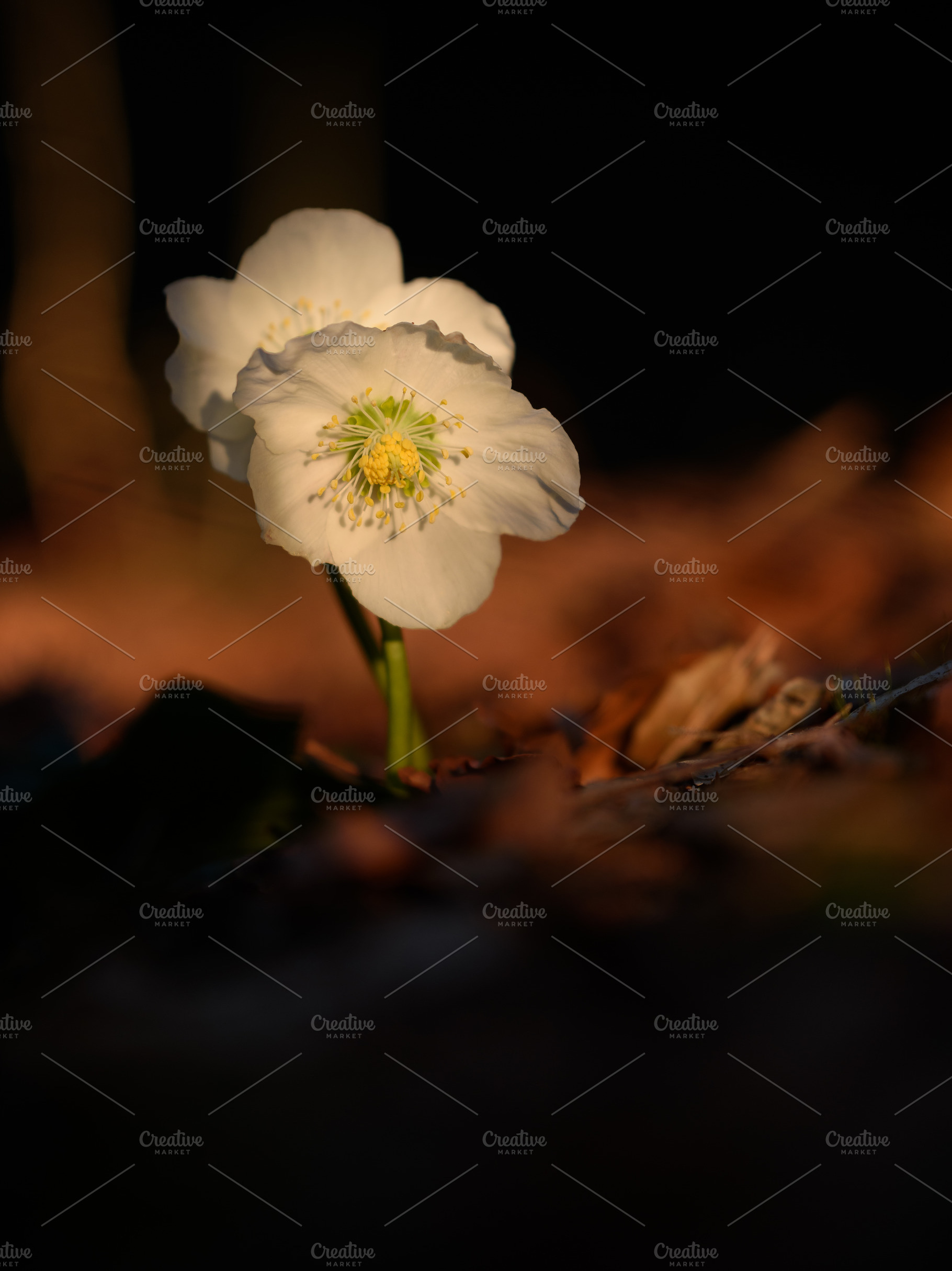 White flower in the spring forest, a Nature Photo by Dreamy Pixel