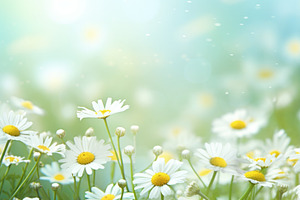 Chamomile Flowers On A Field Blurred Background