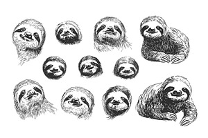 Sloth portraits. Sketch sloths in, an Animal Illustration by Valerie Bodnar