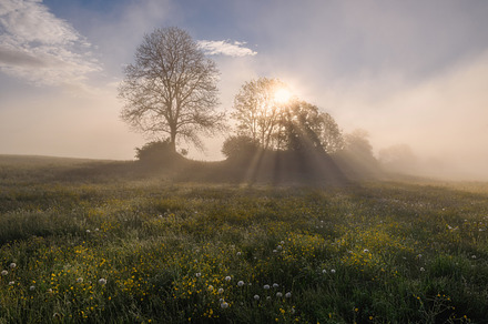 Sunrise on the meadow full of flowers, a Nature Photo by Dreamy Pixel