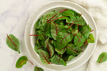 Fresh organic swiss chard leaves